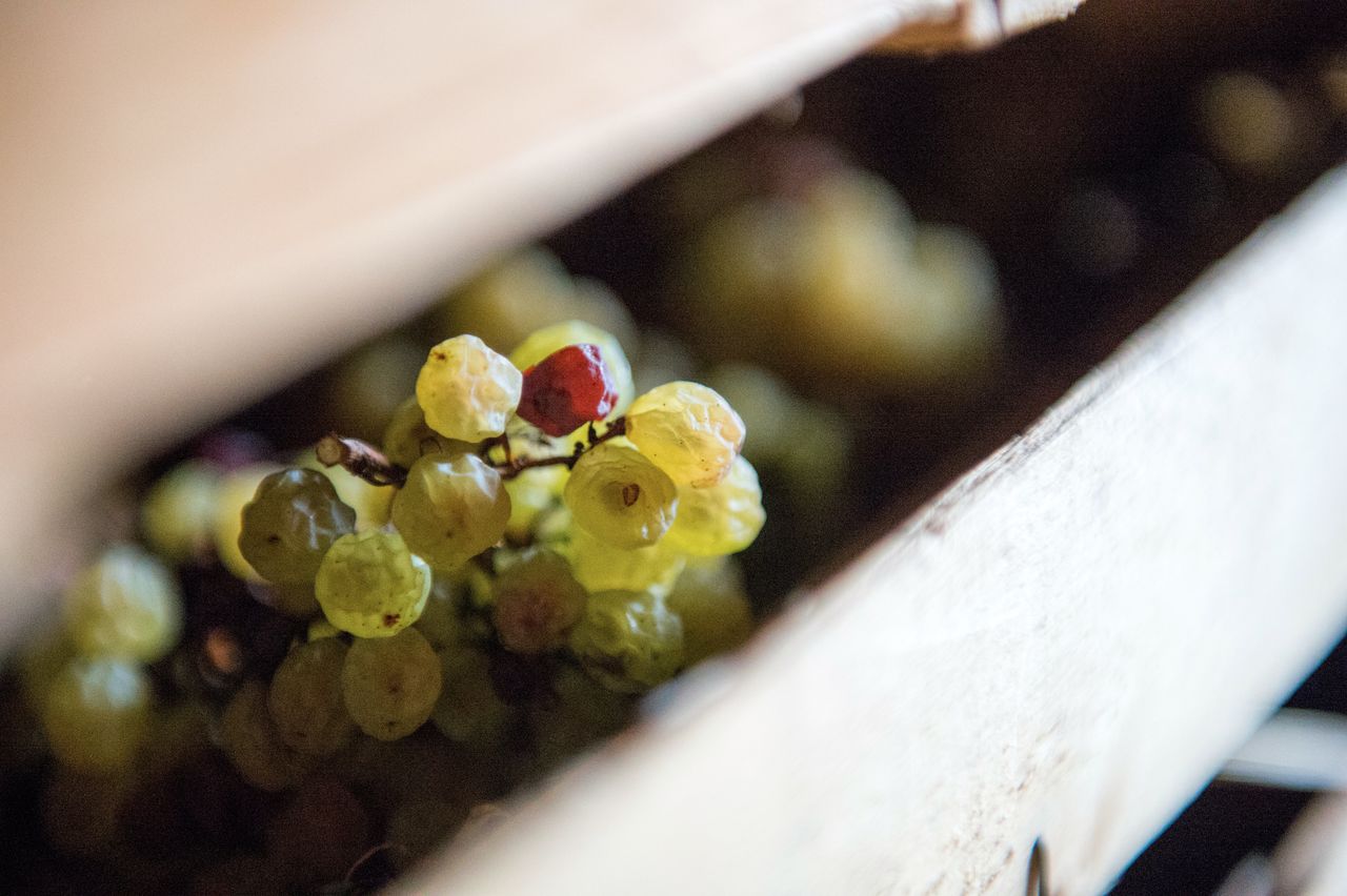 Vignoble Technique Vin de paille VDP-0044